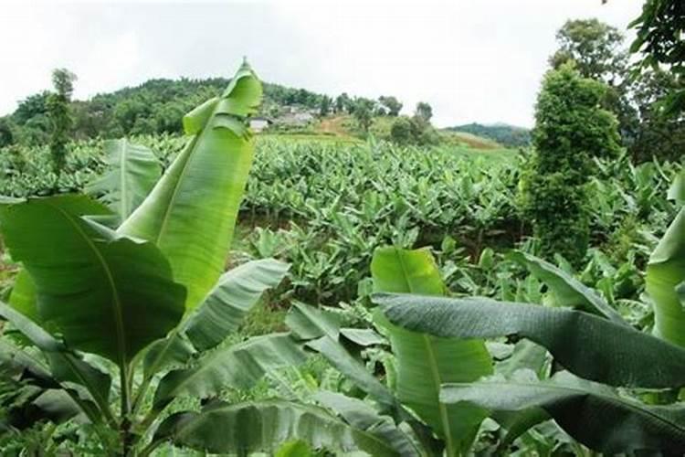 香蕉种植管理技术