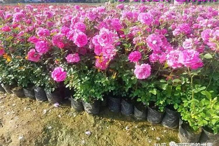 月季花怎么使用复合肥