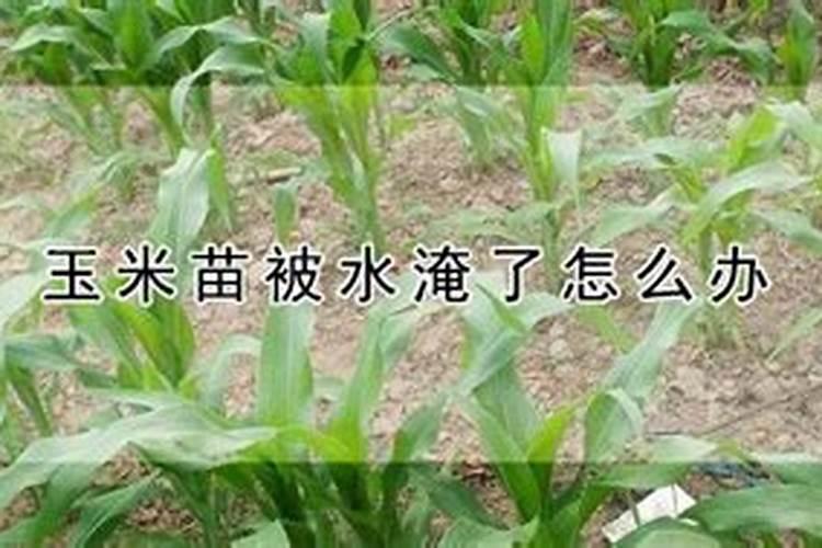 玉米苗被水淹后发黄怎么办