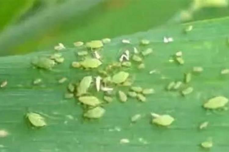 吡虫啉可以和水溶肥混用吗？