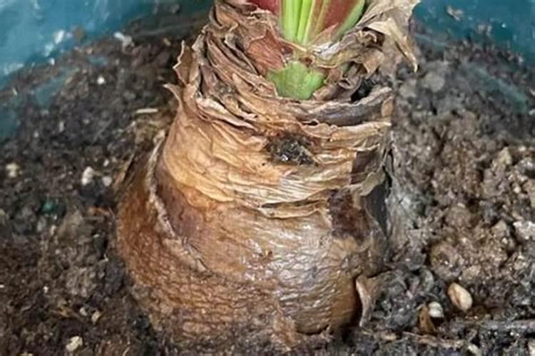 花生后期用啥药不落叶 花生后期用什么药不落叶