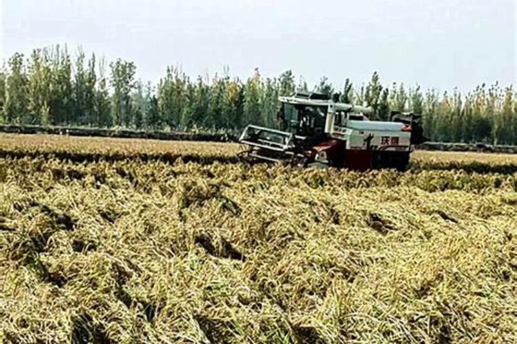 芸苔素内脂与磷酸二氢钾硼肥合用在水稻上有什么作用
