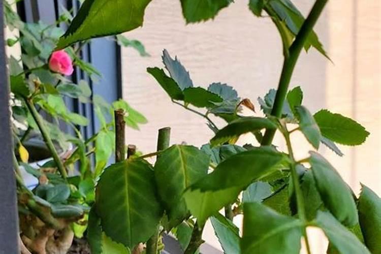 月季花喜肥吗 喜欢施什么肥料