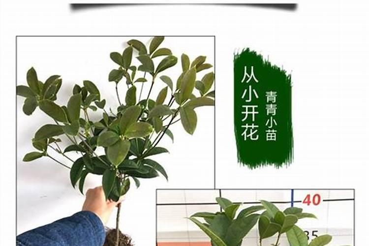 四季桂种植技术