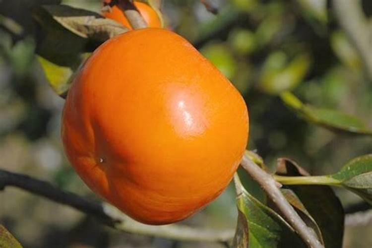 大棚柿子用哪种冲施肥比较好