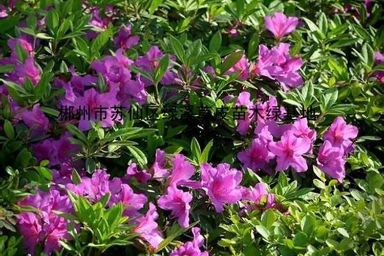杜鹃花怎么施肥？