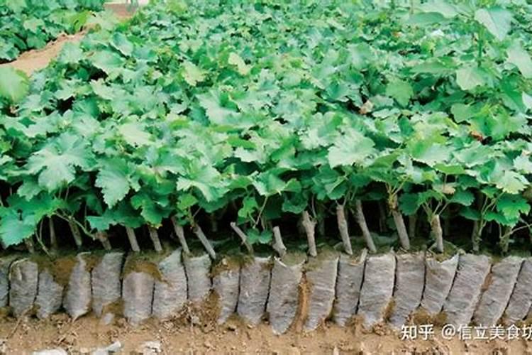葡萄树的种植技术,掌握四个要点种植出美味的葡萄树