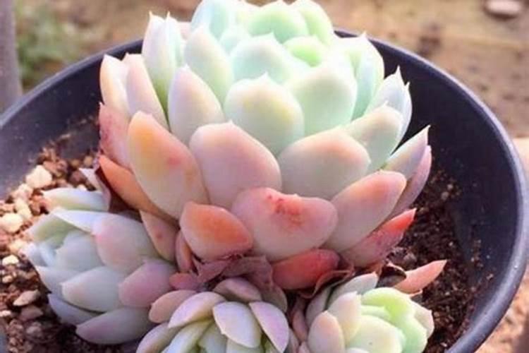 多肉植物施什么肥好