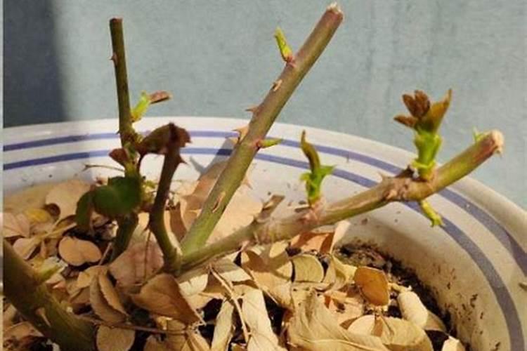 月季花的施肥方法