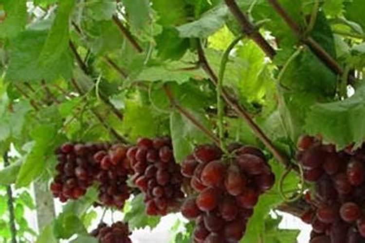 巨峰葡萄成熟期追什么肥料最好