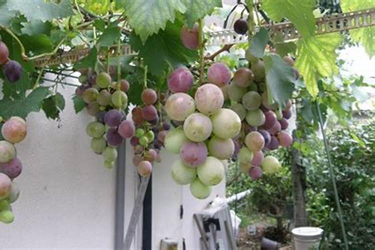 巨峰葡萄着色什么时候喷钾肥最适合