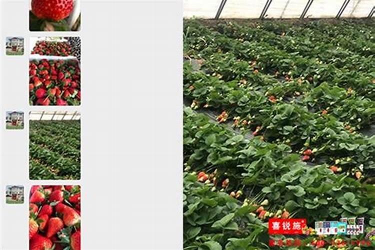 种植草莓需要哪些肥料