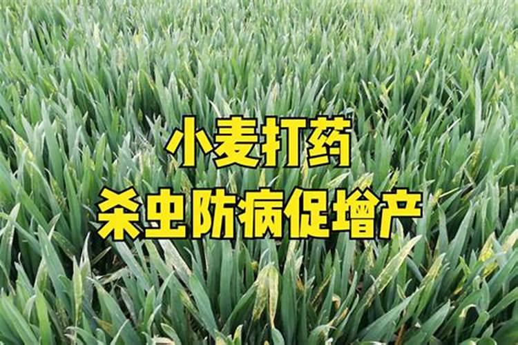 小麦叶面肥喷施时间