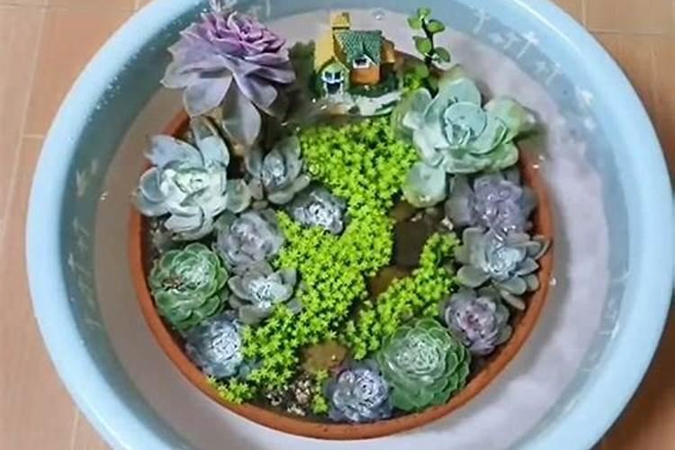 多肉植物用什么肥料比较好
