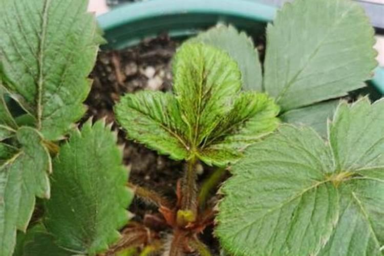 种植草莓造成植株早衰歇茬的原因有哪些？该如何应对？