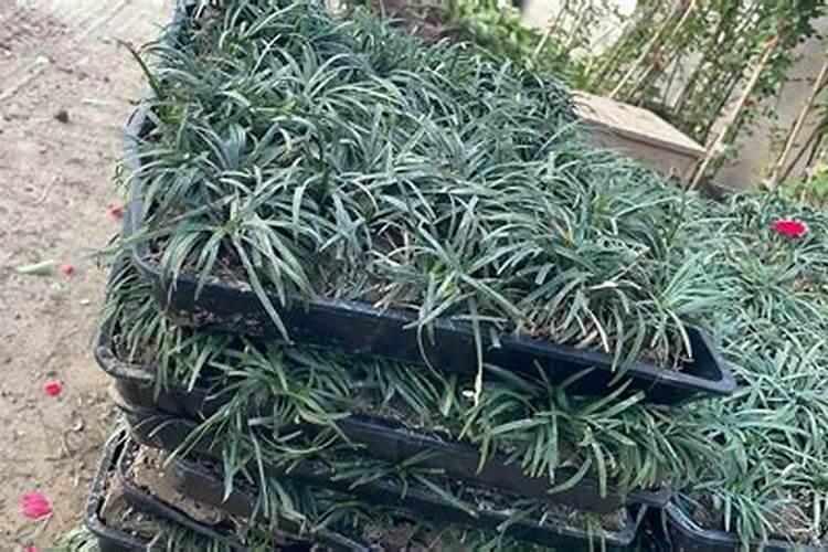 草坪专用肥洒上几天可以撒种子