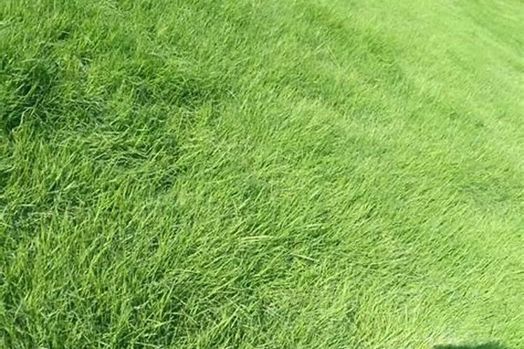 草坪专用肥洒上几天可以撒种子