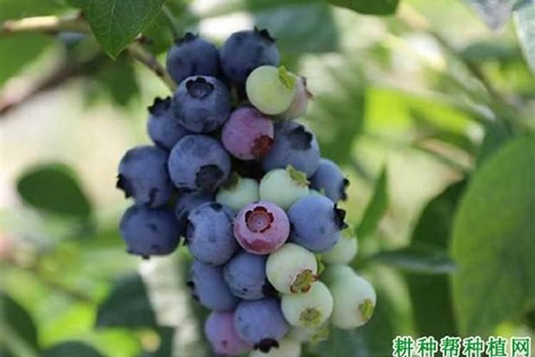 蓝莓都在什么时间段使用硼肥？