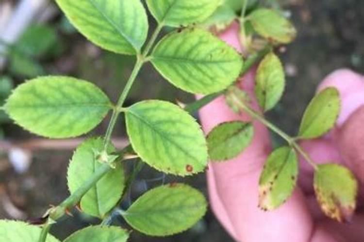 花卉肥料通用花肥 月季花最好的肥料