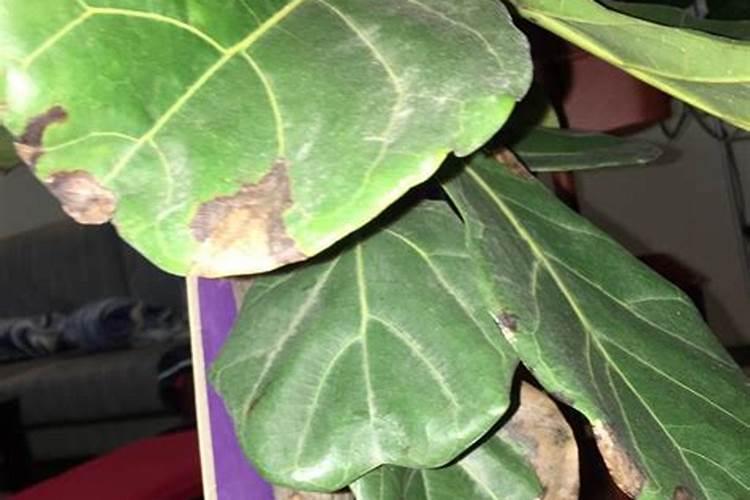 硫酸二氢钾能和芸苔素流体硼糖醇钙一起用吗 为什么