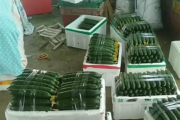 黄瓜怎么种植才开花