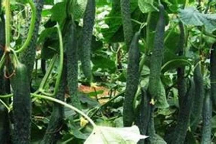 阳台黄瓜种植技术