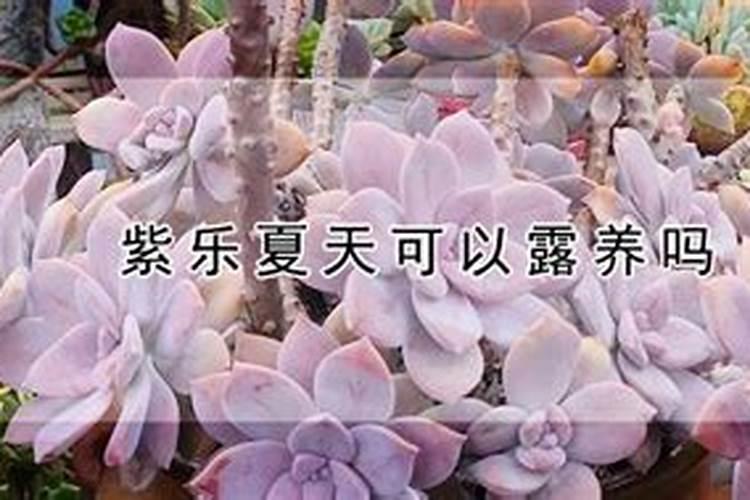 农家肥与有机肥到底哪个好？