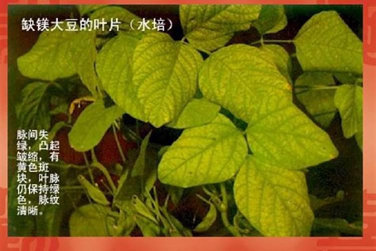 阳光玫瑰葡萄如何养护？注意这几点,产量更大