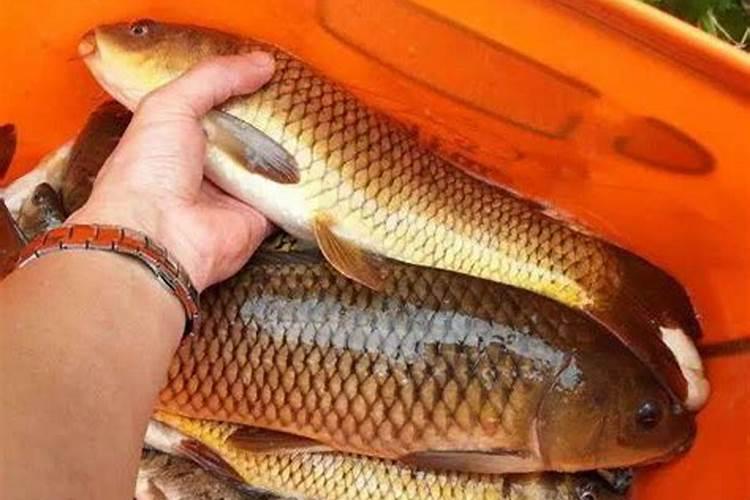花肥中的“鱼腥水”“鱼腥汁”指的是什么？