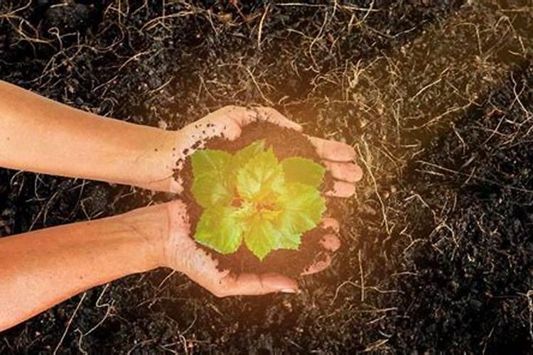 什么叫有有机肥哪里有卖有机肥的