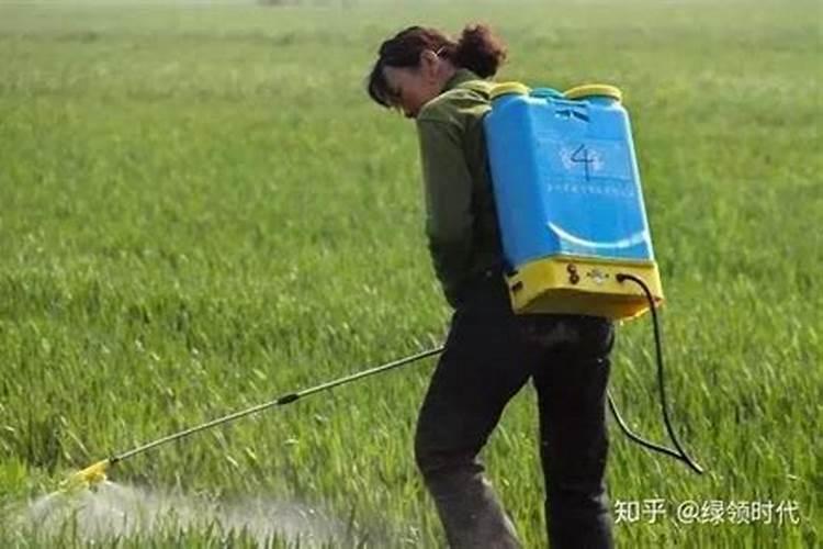 叶面肥打多久不怕下雨