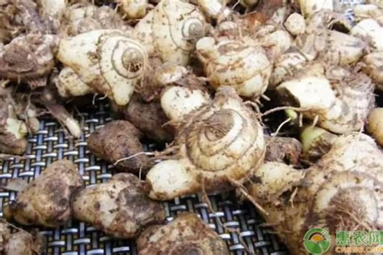 白芨种植技术用什么肥料
