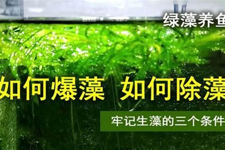 荷花盆里长绿藻了怎么办