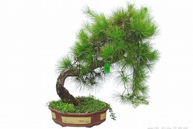 蓬莱松的养殖方法和注意事项