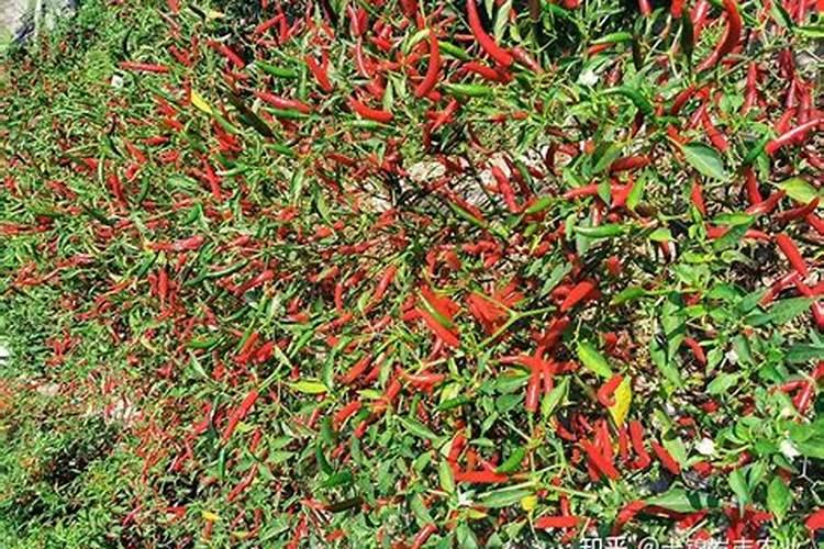 辣椒生长期能打硼肥吗？
