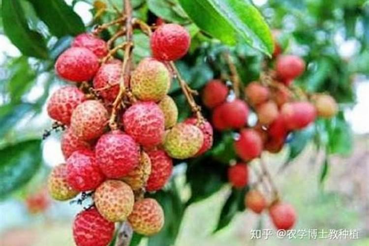 荔枝果树抽冬梢后喷施什么叶面肥