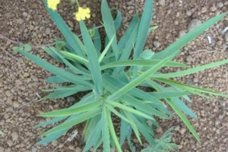 中药材柴胡白芨用什么肥料可以生根？中药材柴胡白芨用什么肥料长根？