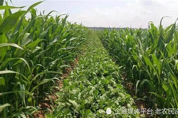 玉米和大豆套种是不是需要灭茬？