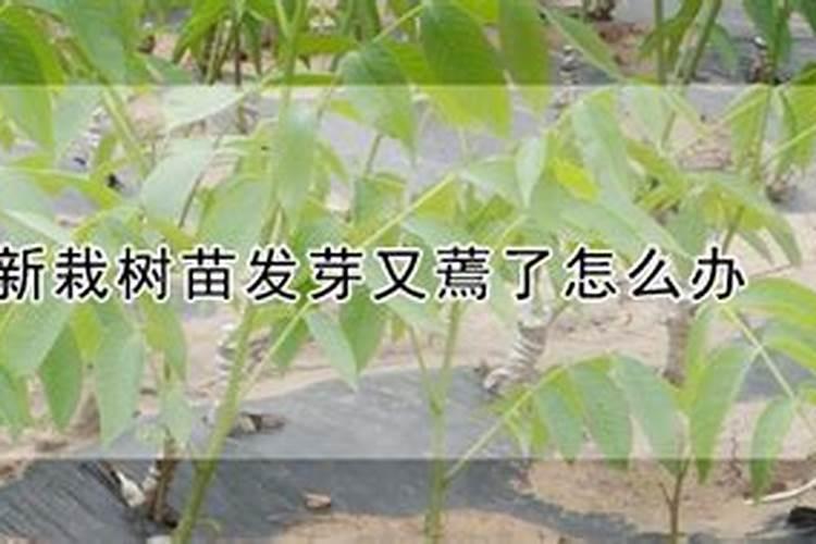 榆树下山桩的栽培技巧,根部怎么处理