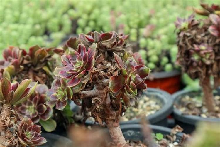 早春养黑法师,只要方法得当,可以养成漂亮的“紫莲花”,如何养呢？