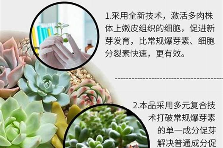唐印多肉植物的养殖方法