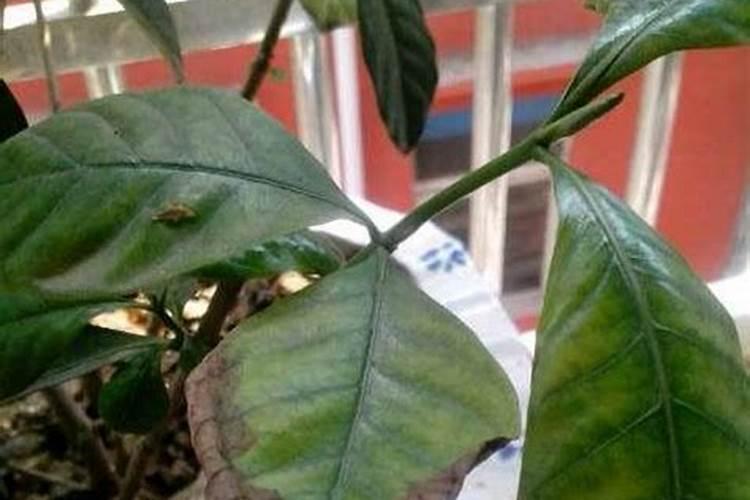 高硫氮肥比碳氮肥好吗