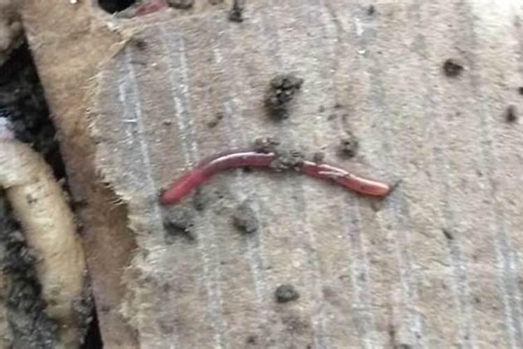 绿植花卉常用跟矿院黄腐酸钾组合经典的肥料复配方式