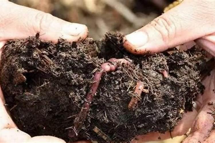 史丹利蚯蚓肥的的优点