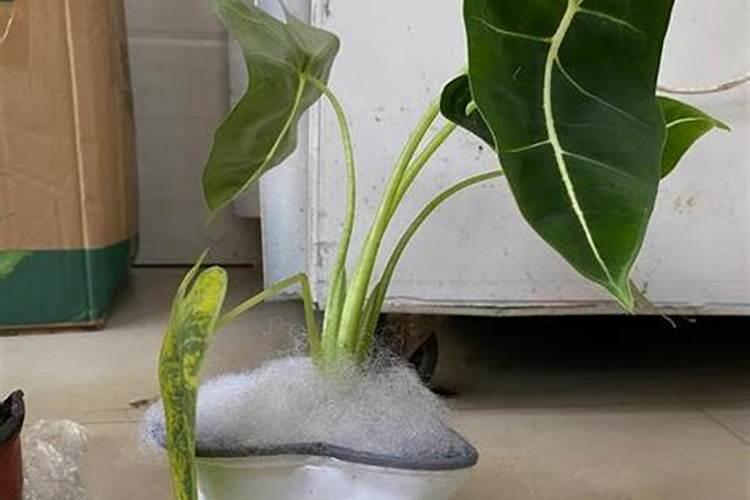 如何让萨利安海芋长的粗壮？