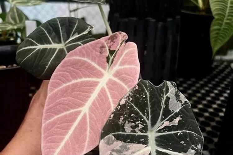 海芋属于什么植物