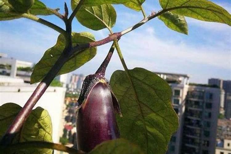 杜高水溶肥质量怎样？