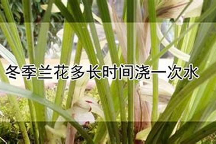 新栽兰花叶面可以喷水吗(新上盆兰花能每天喷洒水吗)