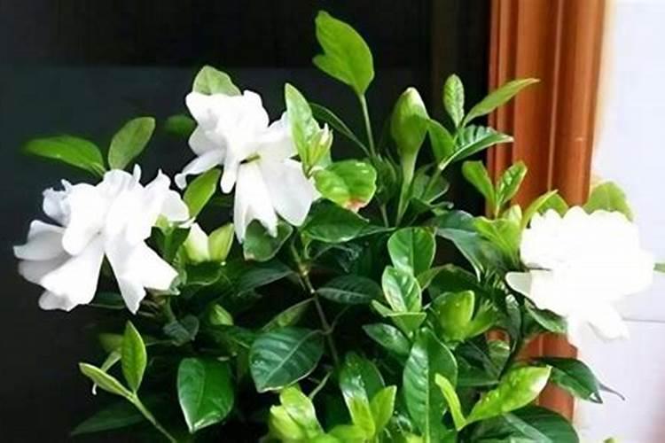 高氮肥适合哪些花卉