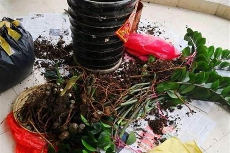 红叶石楠扦插苗,茎尖芽多饱满,为何不抽枝长叶呢？请大神支招